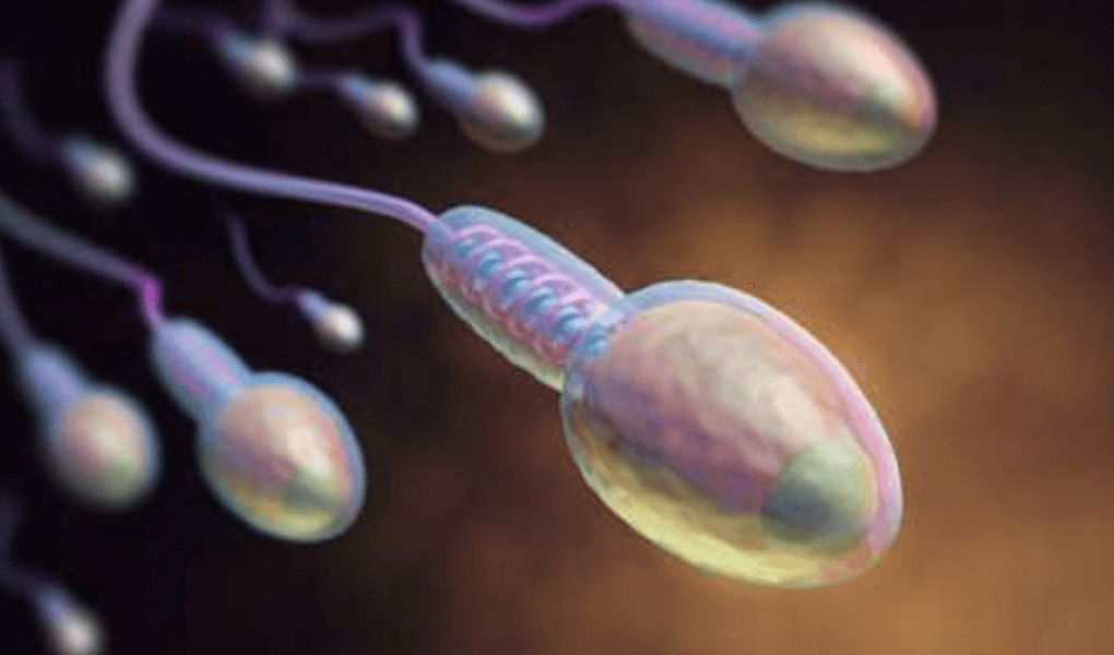 Nightmare of Men: Sperm Morphology Disorders