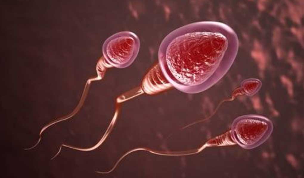 Analiza e spermës dhe pyetjet e shpeshta