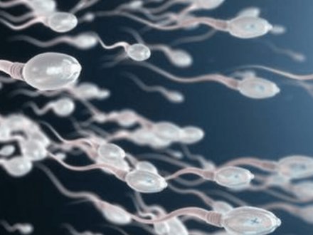 Si Mund Të Bëhen Babë, Meshkujt Që Nuk Kanë Spermë?