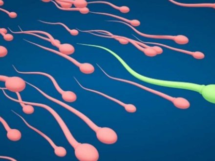 Sa duhet të jetë numri i spermës? Vlerat normale të spermës