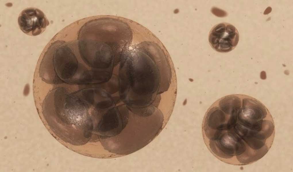 Embriyoların Genetik Haritası Nedir?