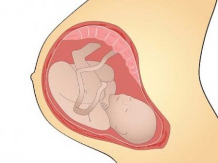 Embriyonun Anne Karnında Sağlıklı Gelişmesini Etkileyen Faktörler Nelerdir?