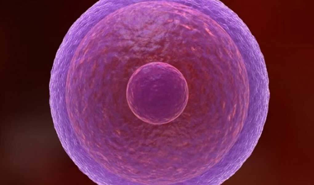 Embriyo Transferi Sonrası Nelere Dikkat Edilmelidir?