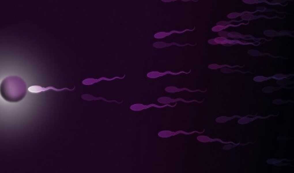 Normal Sperm Parametreleri Nelerdir?