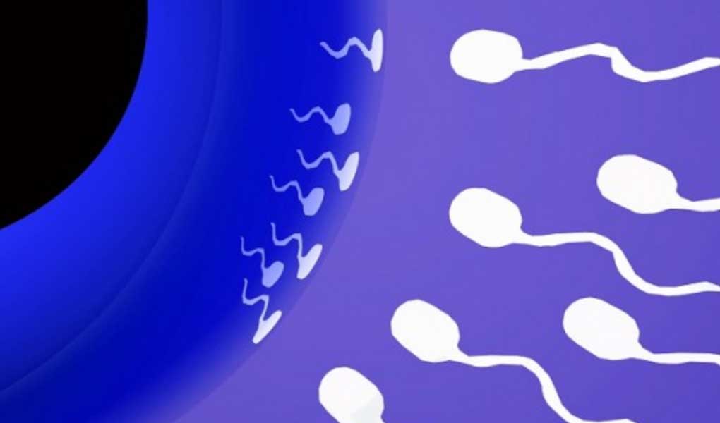 Sperm Morfoloji (Şekil) Bozukluklarının Önemi Nedir?