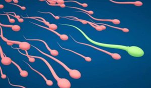 Sperm Sayısını Arttırmak Mümkün mü?