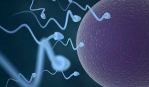 Sperm Seçiminde IMSI Yöntemi