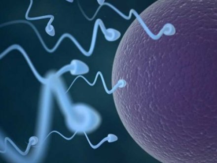 Sperm Seçiminde IMSI Yöntemi