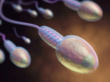 Erkeklerin Korkulu Rüyası: Sperm Şekil (Morfoloji) Bozuklukları