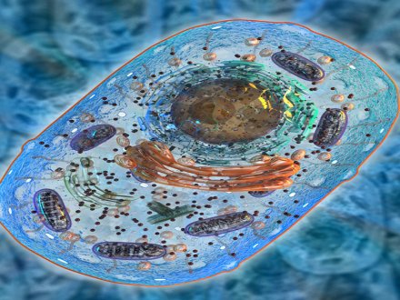 Mitokondri Nakli Nedir, Kimlere Yapılır?