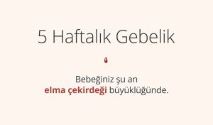 Adım Adım Gebelik: Hamilelikte 5. Hafta