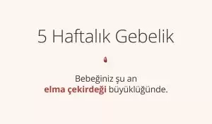 Adım Adım Gebelik: Hamilelikte 5. Hafta