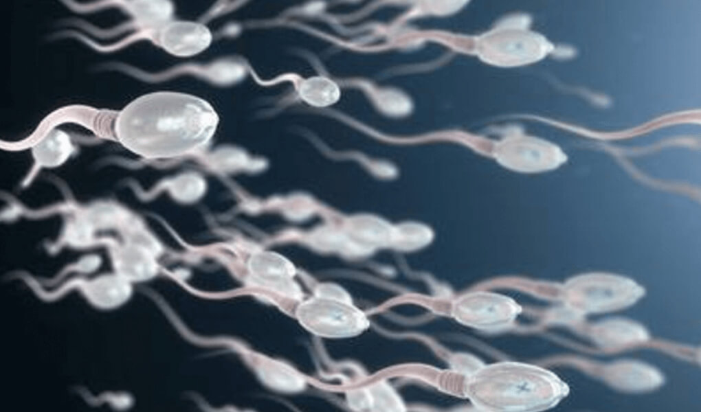 What Should be the Sperm Count? Normal Sperm Values