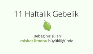 Adım Adım Gebelik: Hamilelikte 11. Hafta