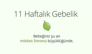 Adım Adım Gebelik: Hamilelikte 11. Hafta