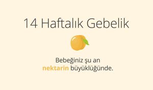 Adım Adım Gebelik: Hamilelikte 14. Hafta