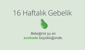 Adım Adım Gebelik: Hamilelikte 16. Hafta