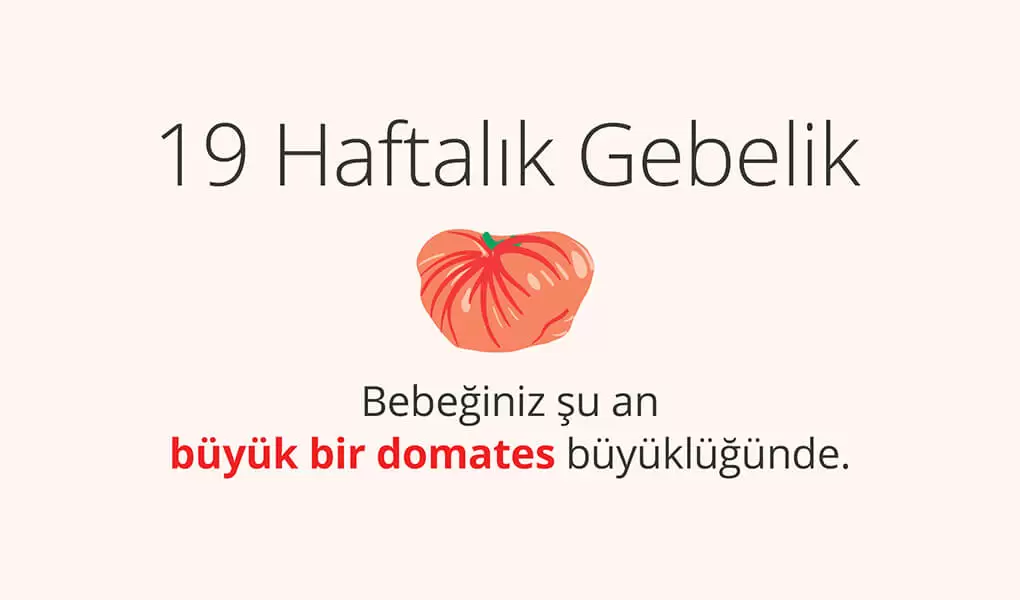 Adım Adım Gebelik: Hamilelikte 19. Hafta