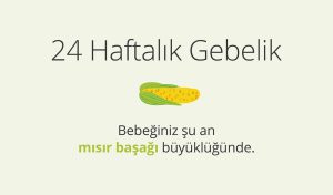 Adım Adım Gebelik: Hamilelikte 24. Hafta