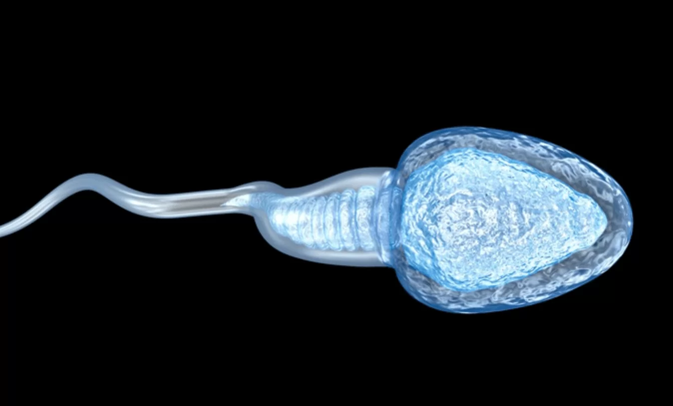 Сперматозоид презервативте өмір сүреді Сперматозоид презервативте өмір сүреді