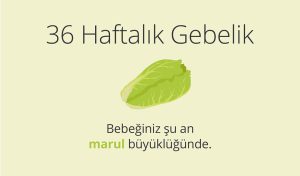 Adım Adım Gebelik: Hamilelikte 36. Hafta