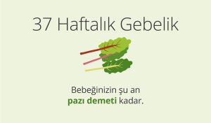 Adım Adım Gebelik: Hamilelikte 37. Hafta