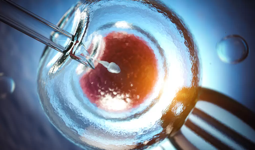 Yumurta Toplama İşlemi (OPU) Nedir, Nasıl Yapılır?