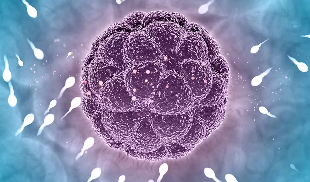 Tüp Bebekte Tek Embriyo Transferi