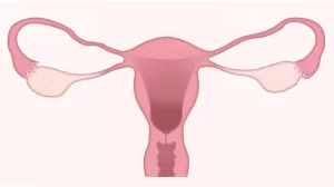 Ранна менопауза - причини и симптоми