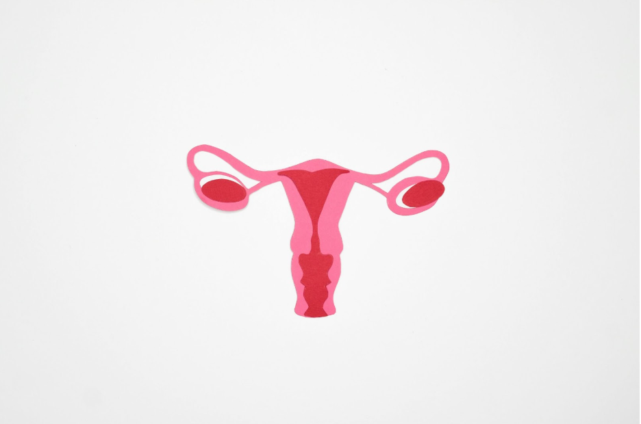 Илюстрация на женска полова система