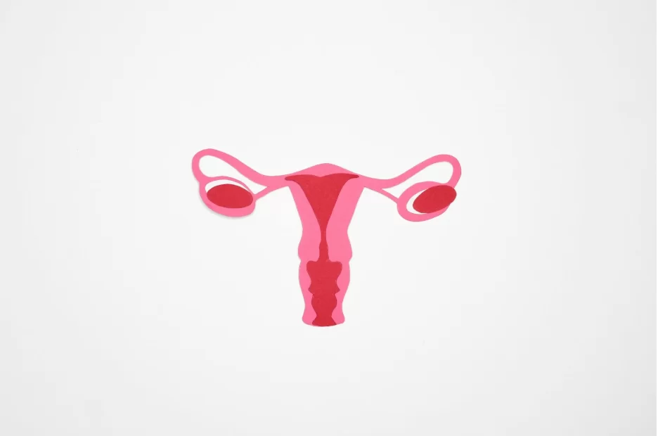 Илюстрация на женска полова система