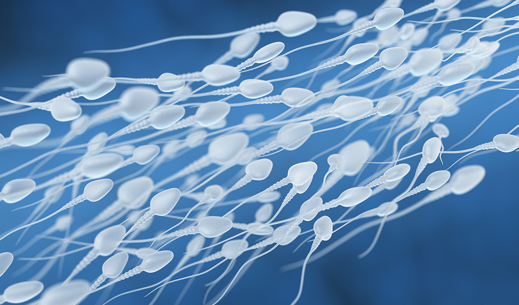 Sperm Hücreleri Ne Kadar Yaşar?